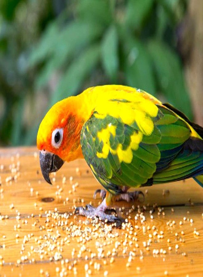 One Top Mixed 6 Multi Small Seeds Nuts Natural Birds Foods for Small & Big Cockatiel,Love Birds, Silver Finches, Munia, Parakeets, Parrots, Budgies,Dove Grain and Seed Eating Birds Nuts Bird Food - Image 2